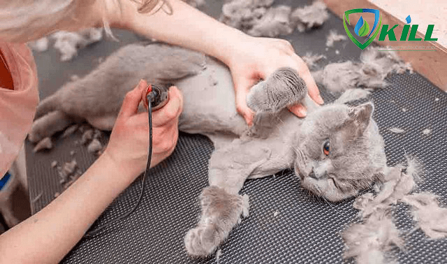 Sai lầm khi cạo lông cho thú cưng vào mùa hè