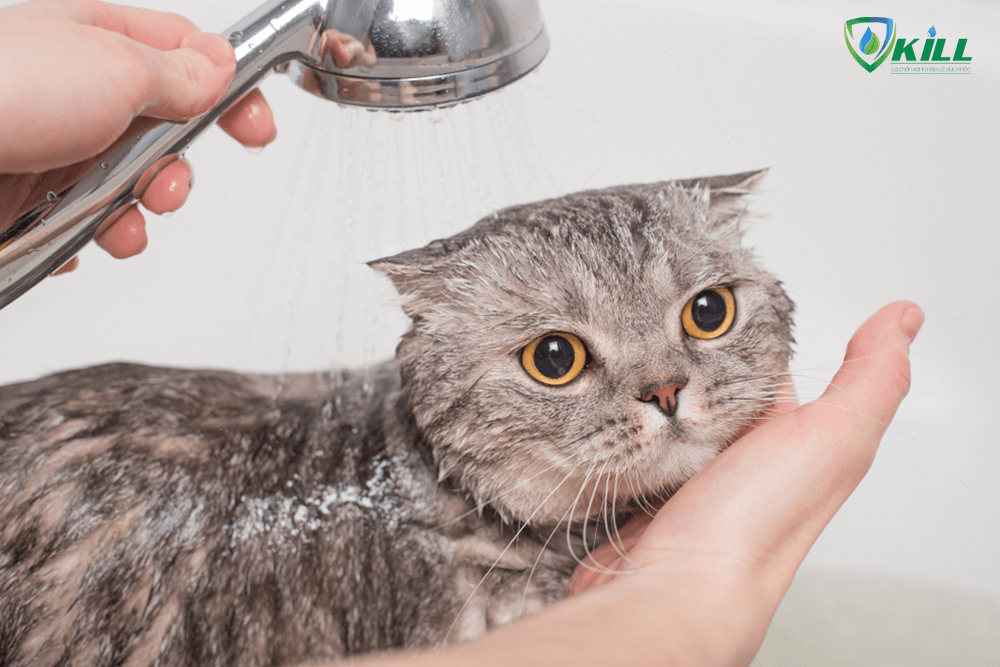 Tại sao mèo sợ nước ? Nguyên nhân không phải ai cũng biết
