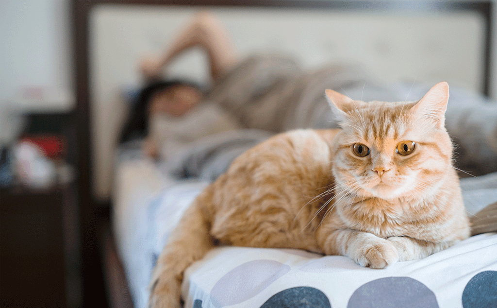 Làm sao để khử mùi nước tiểu mèo trên nệm?