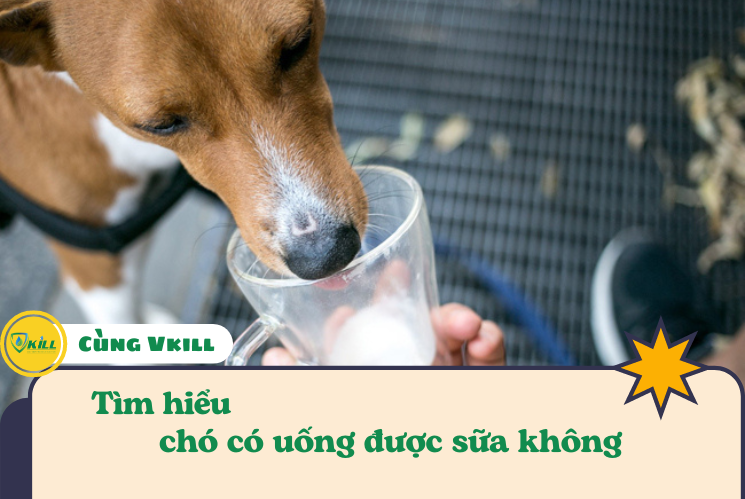 Chó có uống được sữa không ?