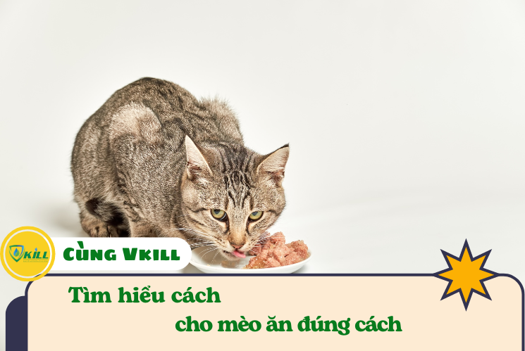 Bạn đã cho mèo ăn đúng cách chưa ?