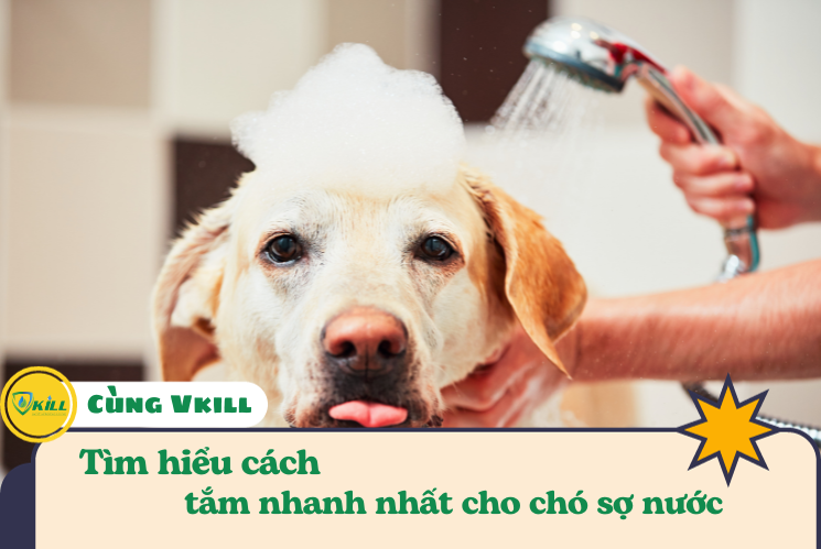 Cách tắm nhanh nhất dành cho chó sợ nước